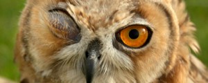 turning a blind eye